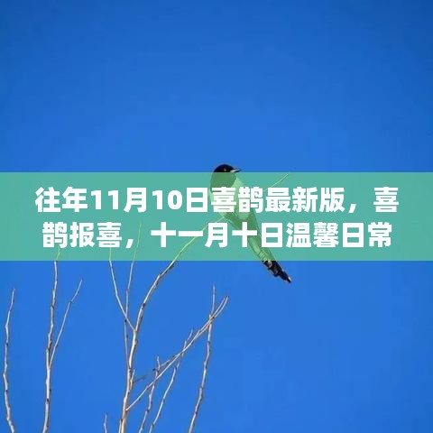 十一月十日喜鹊报喜，温馨日常故事更新揭秘
