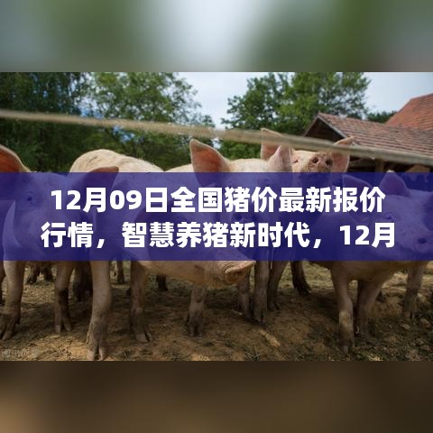 12月09日全国猪价最新报价行情，智慧养猪新时代，12月09日全国猪价智能报价系统引领行业变革