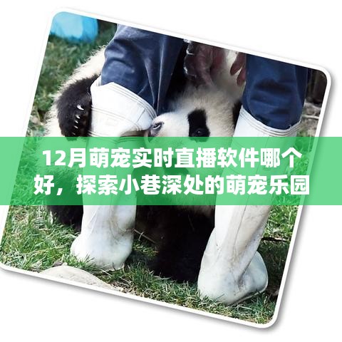 探索小巷深处的萌宠乐园，12月最佳萌宠实时直播软件推荐