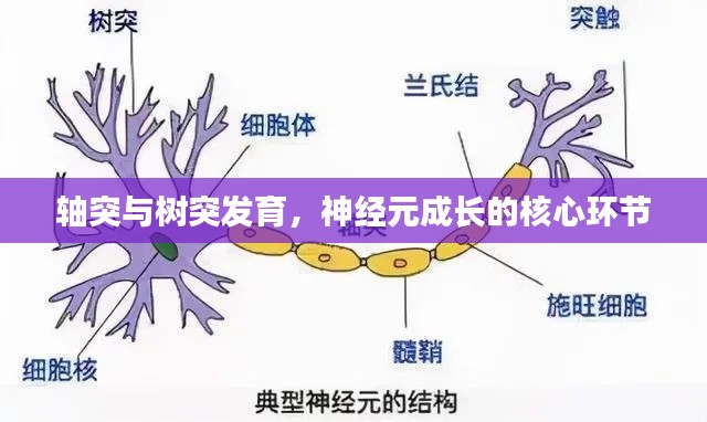 轴突与树突发育，神经元成长的核心环节
