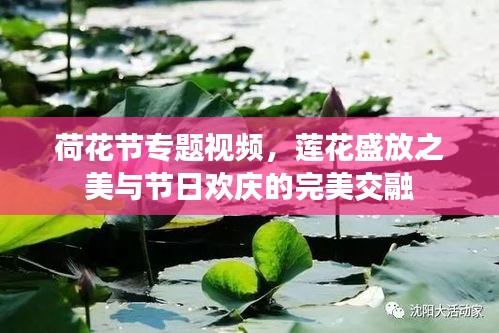 荷花节专题视频，莲花盛放之美与节日欢庆的完美交融